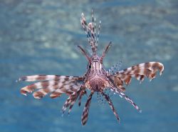 Lion fish. Sharks bay shallows.
D200, 20mm. by Derek Haslam 